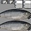 Aringhe pesce attrezzato