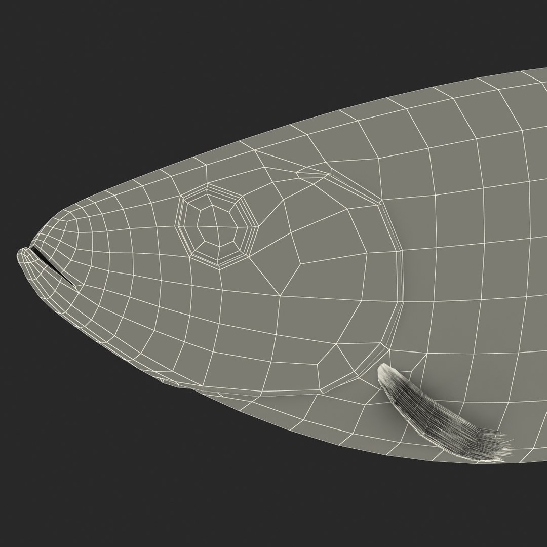 max herring fish rigged https://p.turbosquid.com/ts-thumb/n4/DV4jOY/hjVUus8E/herringfishrigged3dmodel28/jpg/1442318417/1920x1080/fit_q87/07defad2bad4ba3ccbab960c7b8456b11529c632/herringfishrigged3dmodel28.jpg