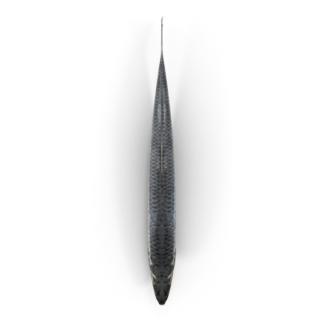 max herring fish rigged https://p.turbosquid.com/ts-thumb/n4/DV4jOY/i1CqZ23B/herringfishrigged3dmodel14/jpg/1442318416/1920x1080/fit_q87/f8046f851beb574ba88c53073d6c91d6e45a4cb8/herringfishrigged3dmodel14.jpg