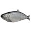 Aringhe pesce attrezzato