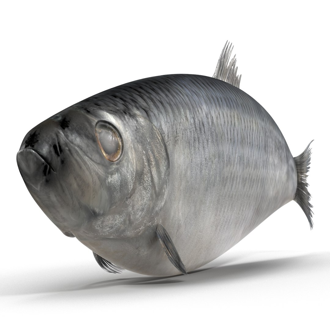 max herring fish rigged https://p.turbosquid.com/ts-thumb/n4/DV4jOY/mLiXJ1GU/herringfishrigged3dmodel02/jpg/1442318414/1920x1080/fit_q87/48c9c97b275ec5a5f4dfbad7af7bdd45b7d0178f/herringfishrigged3dmodel02.jpg