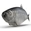 Aringhe pesce attrezzato