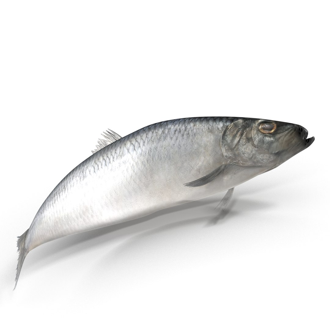 max herring fish rigged https://p.turbosquid.com/ts-thumb/n4/DV4jOY/nlt4vjEp/herringfishrigged3dmodel12/jpg/1442318415/1920x1080/fit_q87/6ad44e18b726394a6691b5f56851e48aa3851729/herringfishrigged3dmodel12.jpg