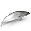 Aringhe pesce attrezzato