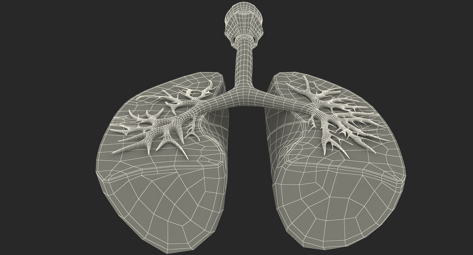 3D lung anatomy dissection modeled model - TurboSquid 1214482