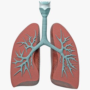 3D lung anatomy dissection modeled model