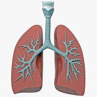 Lung Anatomy Dissection Model
