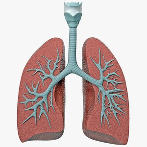 Lung Anatomy Dissection Model
