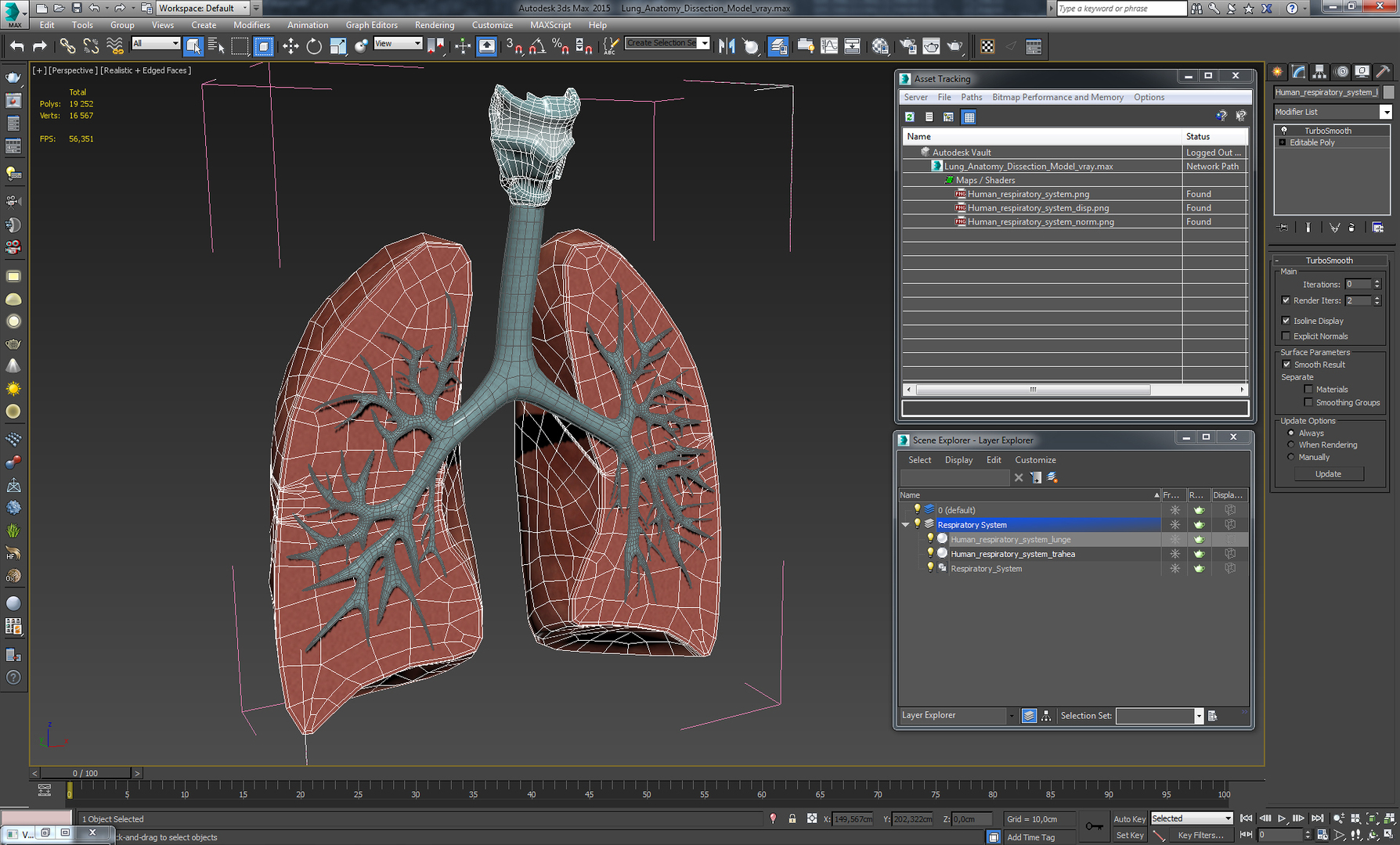 3D lung anatomy dissection modeled model - TurboSquid 1214482