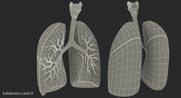 3D lung anatomy dissection modeled model - TurboSquid 1214482