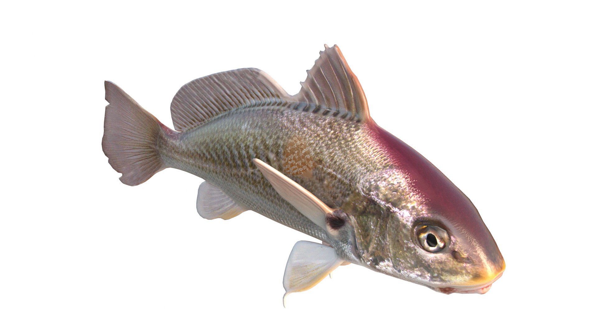 3D Atlantic Croaker Fish - TurboSquid 2511497