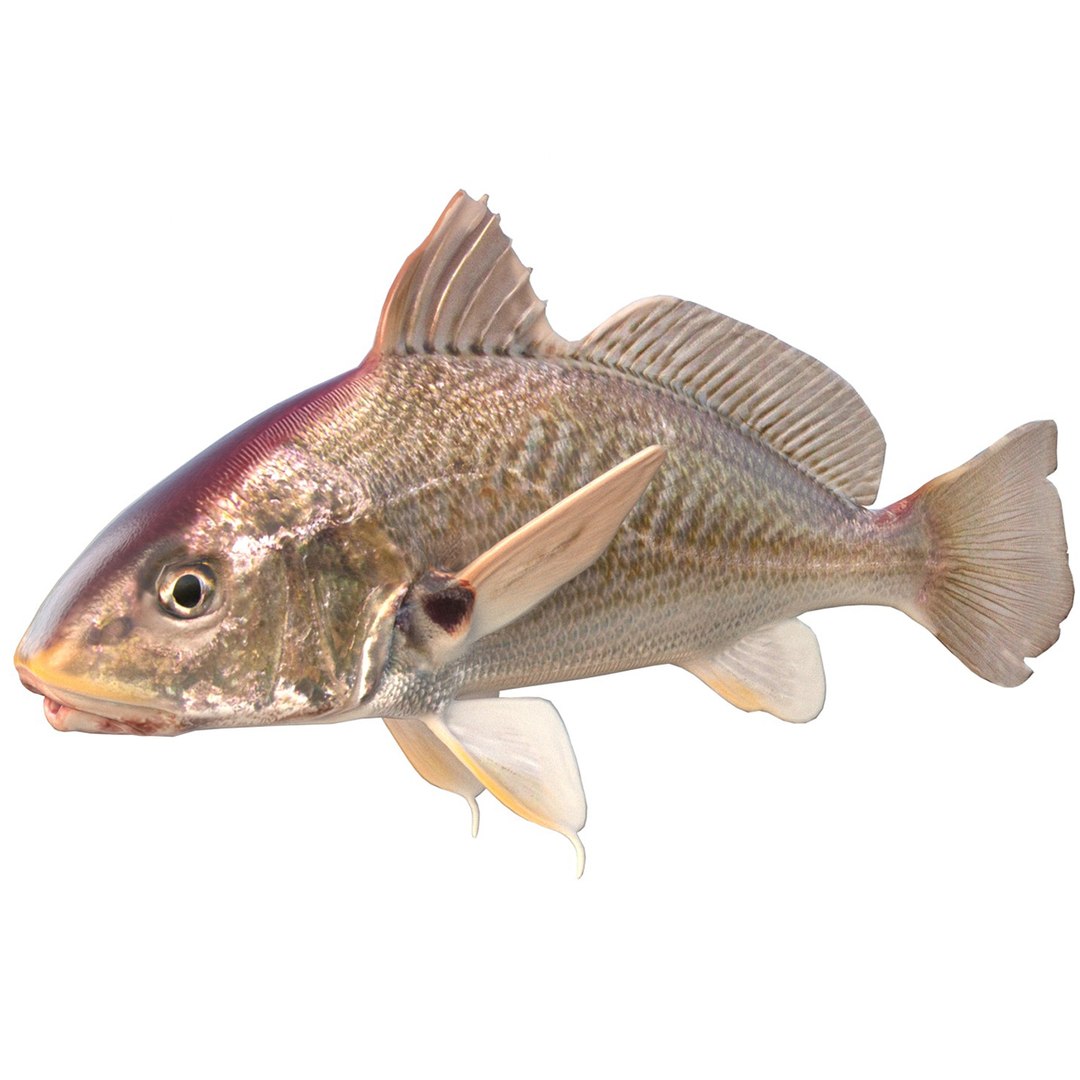 3D Atlantic Croaker Fish - TurboSquid 2511497