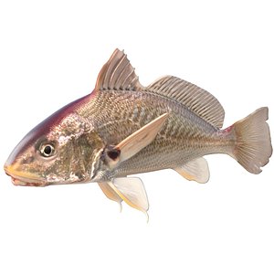 3D Atlantic Croaker fish