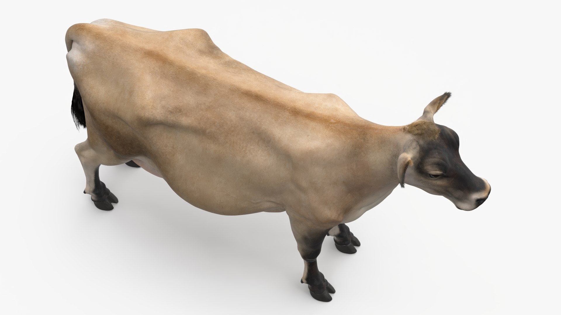 Cream Cow Fur Rigged Model - TurboSquid 2310156