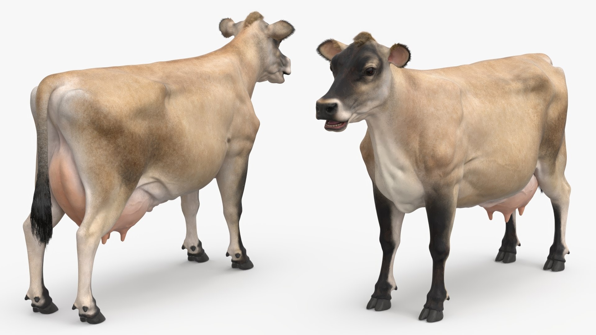 Cream Cow Fur Rigged Model - TurboSquid 2310156