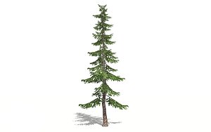 pines tree forest model
