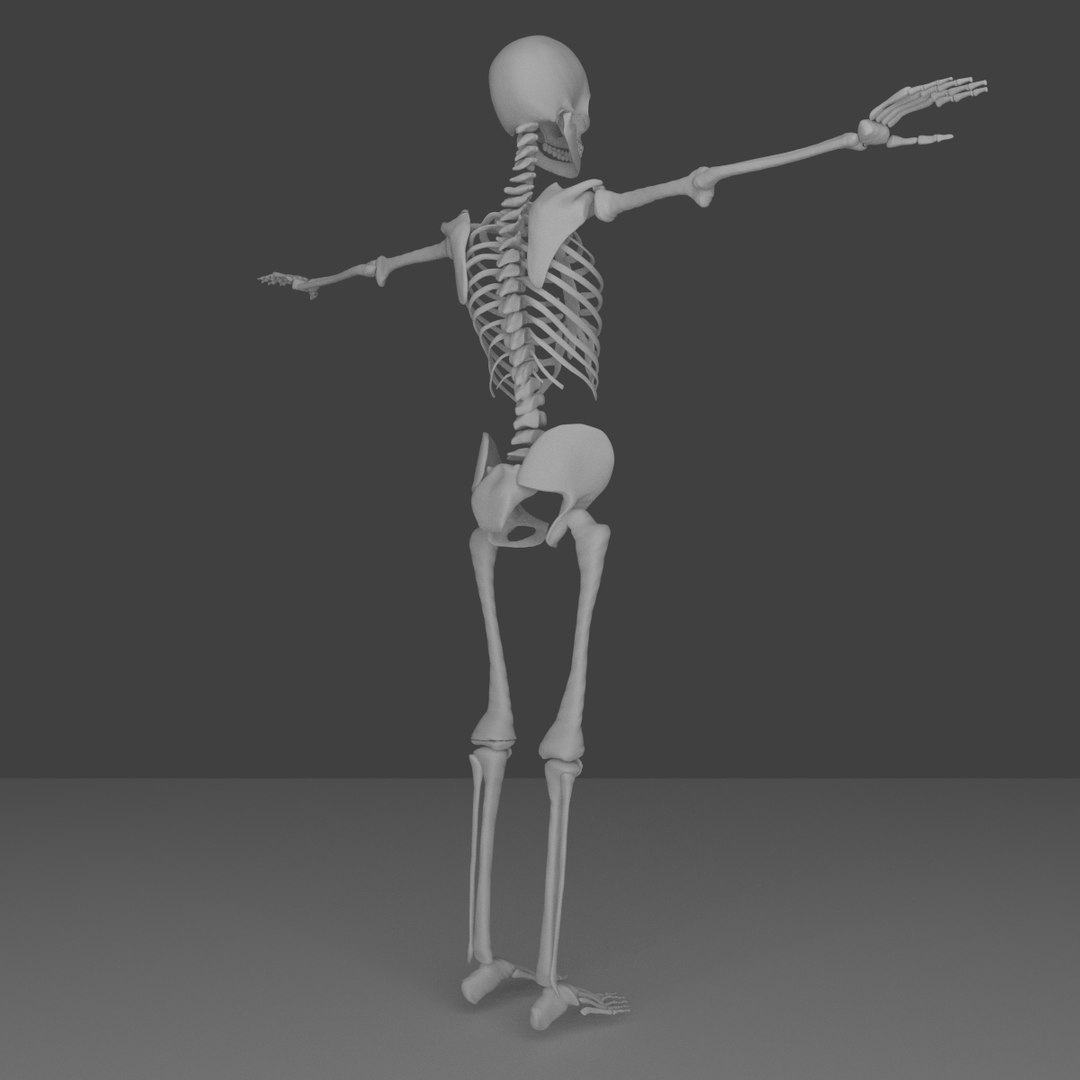 Human Skeleton Obj