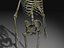 Skeleton Collection