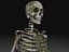 Skeleton Collection