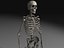 Skeleton Collection