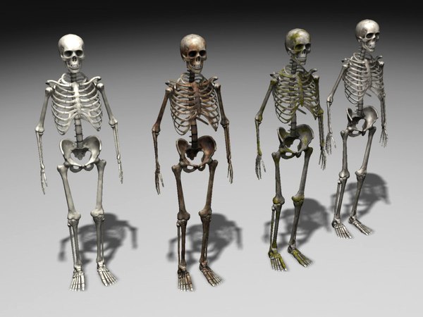 免费人体骨骼3D模型下载| TurboSquid