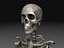 Skeleton Collection