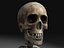 Skeleton Collection