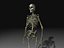 Skeleton Collection