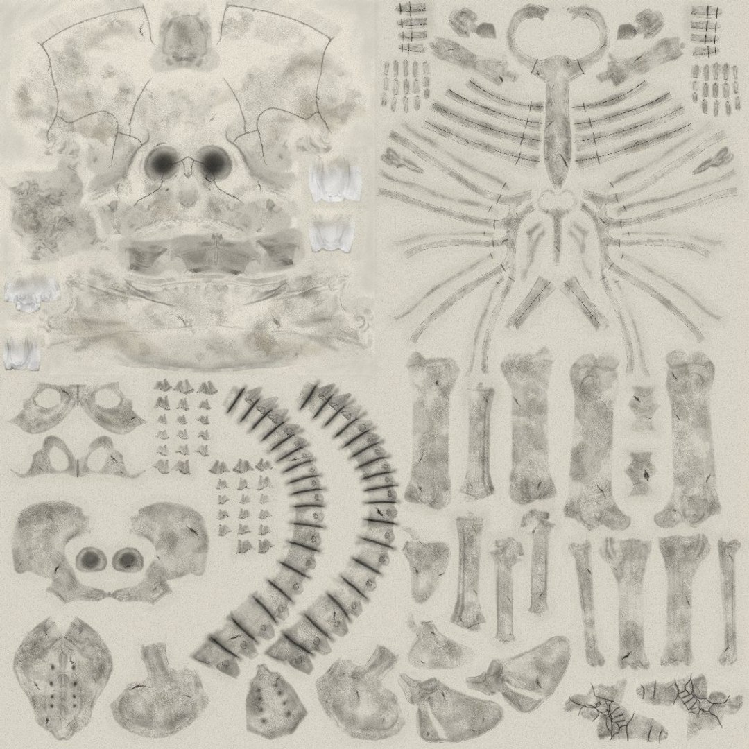 3d nextgen skeletons model https://p.turbosquid.com/ts-thumb/n4/kywguJ/l1HCWdme/diffusemap_preview/jpg/1298242005/1920x1080/fit_q87/a85f3a59966cbf7d5d85fbe7f11ff0b6e85047c5/diffusemap_preview.jpg