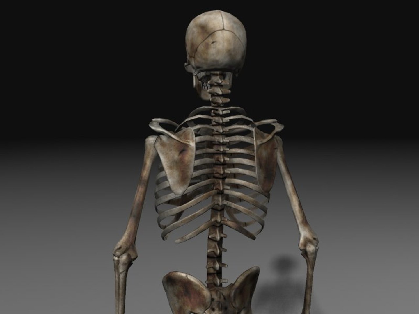 3d nextgen skeletons model https://p.turbosquid.com/ts-thumb/n4/kywguJ/xSRLTkBj/scr02/jpg/1298241832/1920x1080/fit_q87/7dc08129a38ec240244fff9079afbbd58da55952/scr02.jpg