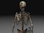 Skeleton Collection