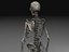 Skeleton Collection