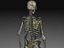 Skeleton Collection