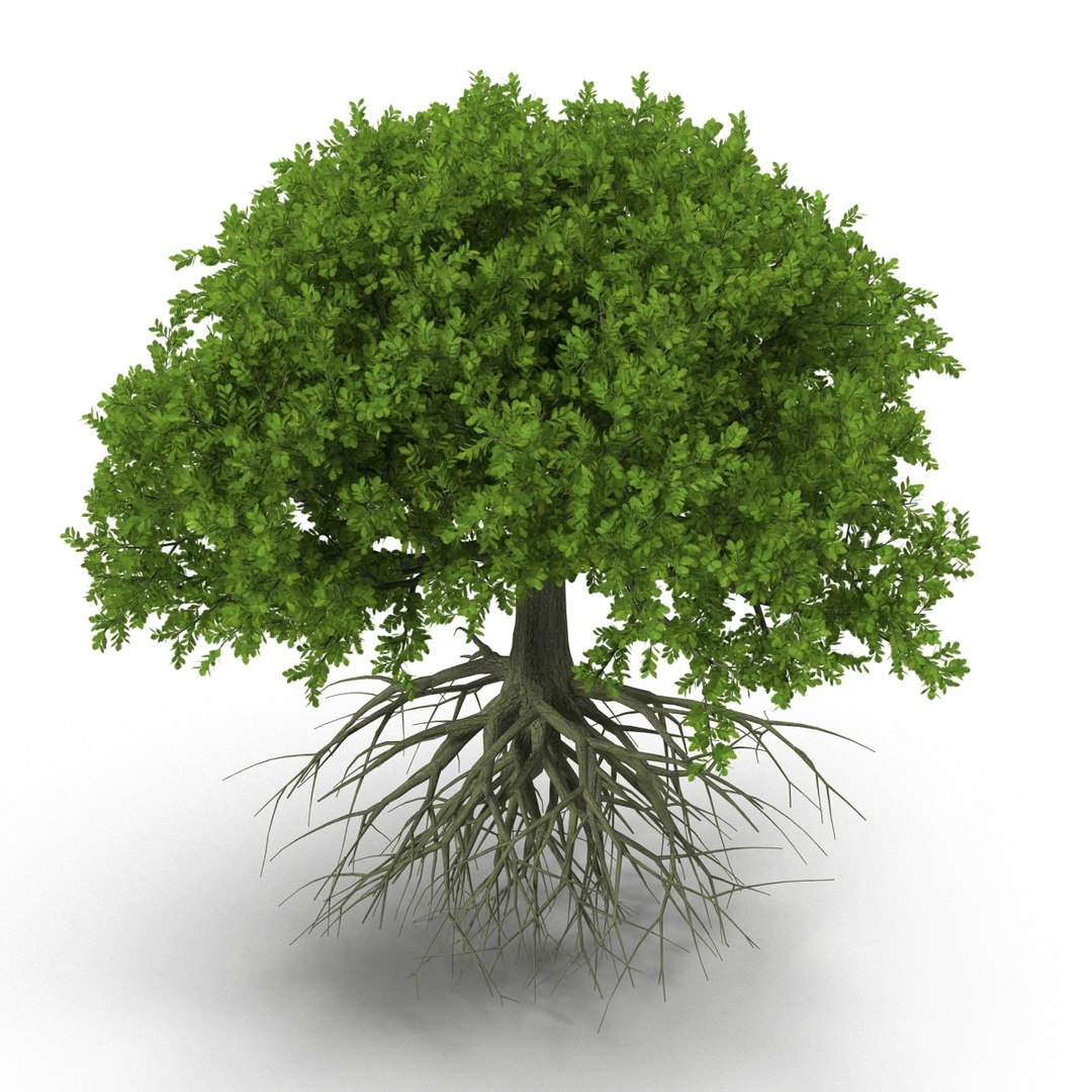 3d Oak Tree