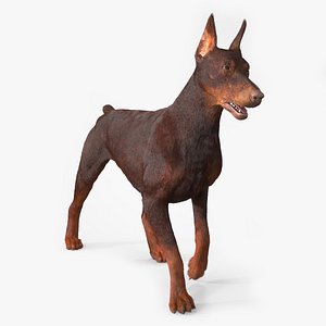 Brown Doberman Pinscher Fur for Cinema 4D Rigged 3D model