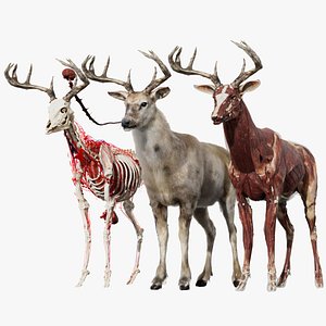 Deer Anatomy 3D