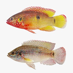 3D Hemichromis bimaculatus fish