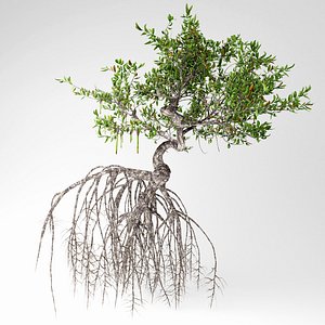 mangrove tree 3D