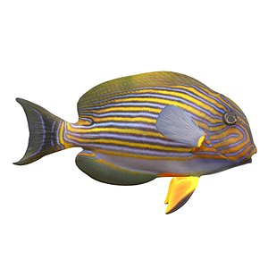 3D Clown Tang Fish