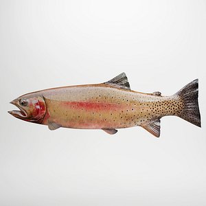 Rainbow trout