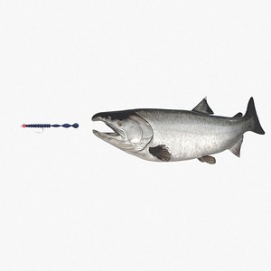 3D silver salmon fish lure model