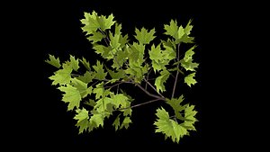 branch maple 3D model