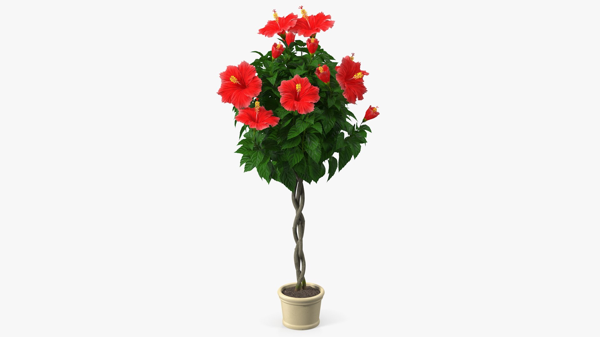 Braided Hibiscus Plant Red 3D model preview