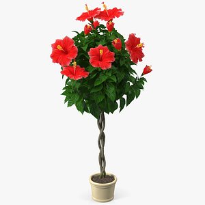 3D model braided hibiscus plant red