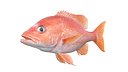 Red Snapper Fish