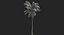 realistic coconut palm model