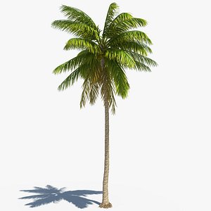 realistic coconut palm model