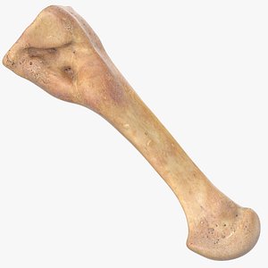 second metatarsal bone 01 3D model