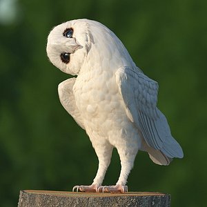 white barn owl rigged 3D model