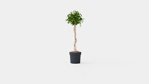 Collection of Houseplants - 5 Models 3D